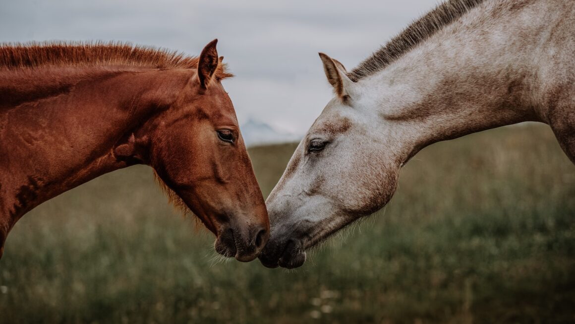 How Do Horses Have Sex?