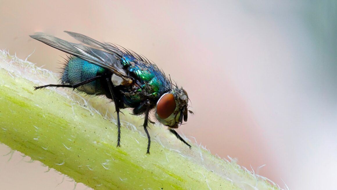 Video Monitoring and Genetic Manipulation Reveals Secrets of Fruit Fly Sex